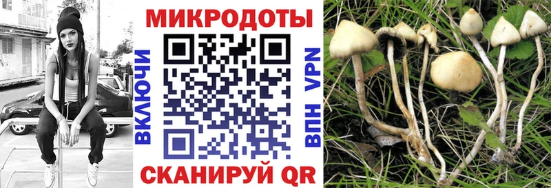 Галлюциногенные грибы Psilocybine cubensis  Аша 